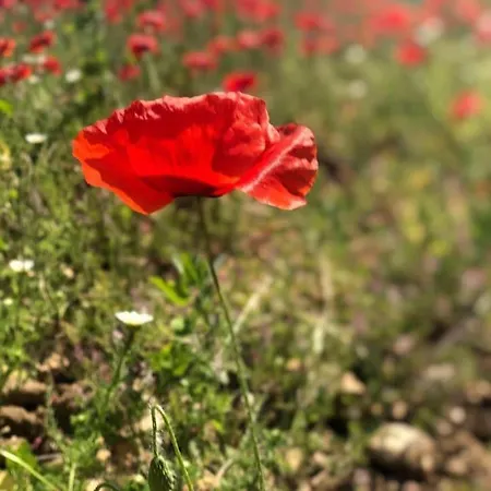 D'hotes Vaucluse Bed & Breakfast